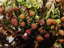 Attēlu rezultāti vaicājumam “Nardia scalaris cells”