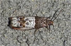 Attēlu rezultāti vaicājumam “Notocelia roborana”