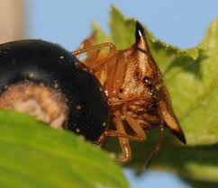 Attēlu rezultāti vaicājumam “Elasmucha ferrugata”