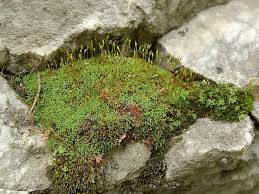 Attēlu rezultāti vaicājumam “Didymodon rigidulus”