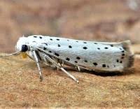 Attēlu rezultāti vaicājumam “Yponomeuta malinellus / cagnagella”