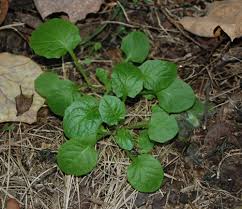 Attēlu rezultāti vaicājumam “Lapsana communis”