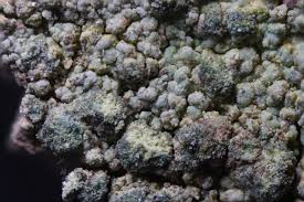 Attēlu rezultāti vaicājumam “Trapeliopsis flexuosa”