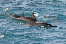 Image result for Durley Dolphin Diver