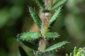 Attēlu rezultāti vaicājumam “Erica tetralix leaf”