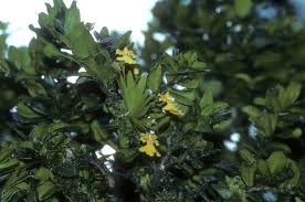 Attēlu rezultāti vaicājumam “Heyderia pusilla”