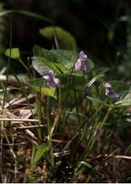 Attēlu rezultāti vaicājumam “Viola epipsila”