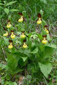 Attēlu rezultāti vaicājumam “Cypripedium calceolus leaf”