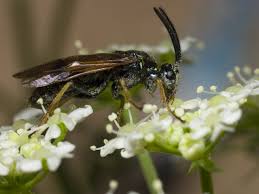 Attēlu rezultāti vaicājumam “Arge ustulata”
