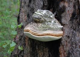 Attēlu rezultāti vaicājumam “Amaurochaete fusiformis”