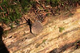 Attēlu rezultāti vaicājumam “Phellinus chrysoloma”