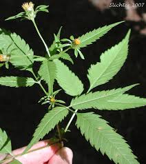 Attēlu rezultāti vaicājumam “Bidens frondosa leaf”