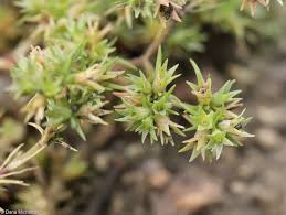 Attēlu rezultāti vaicājumam “Scleranthus annuus”