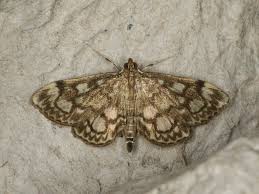 Attēlu rezultāti vaicājumam “Anania coronata”