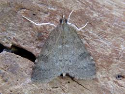 Attēlu rezultāti vaicājumam “Udea prunalis”