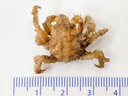 Image result for Hyas coarctatus