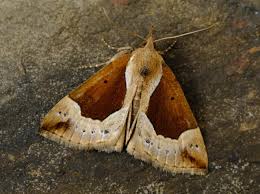 Attēlu rezultāti vaicājumam “Hypena crassalis”