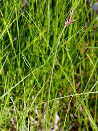Attēlu rezultāti vaicājumam “Carex chordorrhiza”