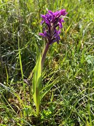 Attēlu rezultāti vaicājumam “Geocrypta galii”