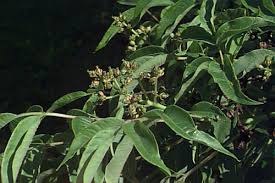Attēlu rezultāti vaicājumam “Phellodendron amurense flower”