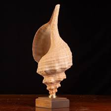 Image result for Triplofusus giganteus