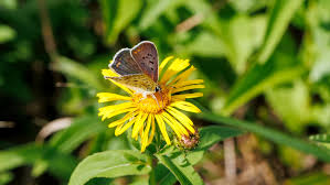 Attēlu rezultāti vaicājumam “Lycaena tityrus”