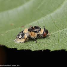 Attēlu rezultāti vaicājumam “Entomophthora”