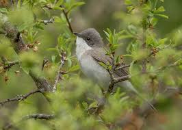 Attēlu rezultāti vaicājumam “Sylvia curruca”