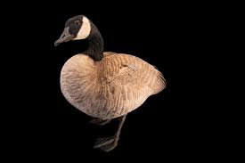 Image result for Branta canadensis