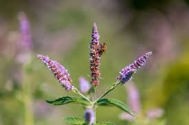 Image result for Ysop