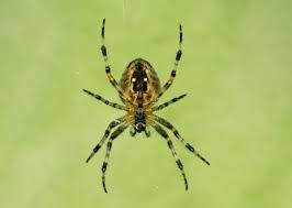Attēlu rezultāti vaicājumam “Araneus diadematus female”