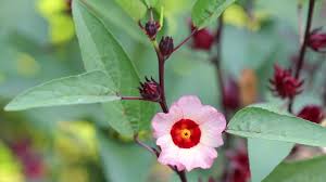 Attēlu rezultāti vaicājumam “Rumex acetosa fruit”