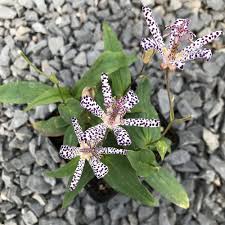 Attēlu rezultāti vaicājumam “Trioza dispar nymph”