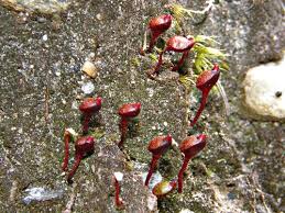 Attēlu rezultāti vaicājumam “Buxbaumia viridis sporophyte”