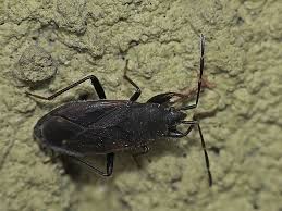 Attēlu rezultāti vaicājumam “Eremocoris plebejus”