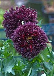 Image result for Papaver somniferum Black