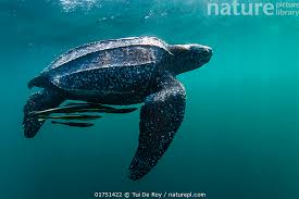 Image result for Dermochelys coriacea