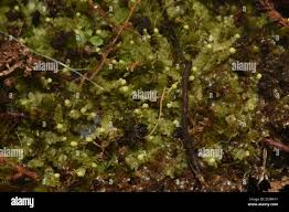 Attēlu rezultāti vaicājumam “Calypogeia sphagnicola”