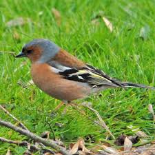 Attēlu rezultāti vaicājumam “Fringilla coelebs male”