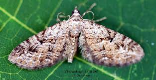 Attēlu rezultāti vaicājumam “Eupithecia pusillata”