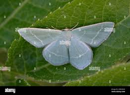 Attēlu rezultāti vaicājumam “Chlorissa viridata”