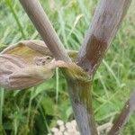 Attēlu rezultāti vaicājumam “Angelica sylvestris fruit”
