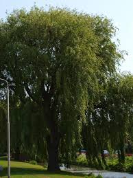 Attēlu rezultāti vaicājumam “Salix x sepulcralis”