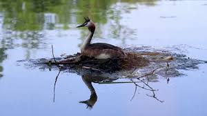 Attēlu rezultāti vaicājumam “Podiceps cristatus nest”