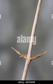 Attēlu rezultāti vaicājumam “Lonicera xylosteum bud”