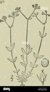 Attēlu rezultāti vaicājumam “Stellaria crassifolia leaf”