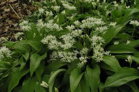 Attēlu rezultāti vaicājumam “Grypocoris sexguttatus imago”