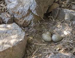 Attēlu rezultāti vaicājumam “Larus argentatus nest”