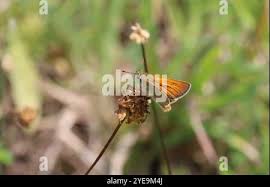 Attēlu rezultāti vaicājumam “Thymelicus sylvestris male”