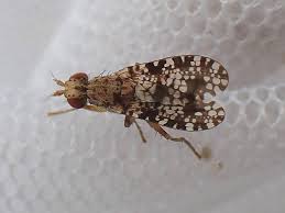 Attēlu rezultāti vaicājumam “Trypetoptera punctulata”